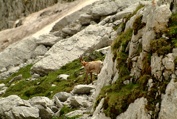 Camoscio d''Abruzzo Rupicapra pyrenaica ornata